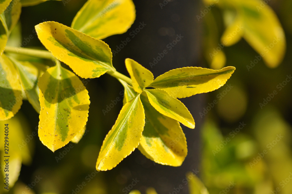 Bright yellow and green emerald and gold leaf. Bright yellow and green emerald and gold leaf.