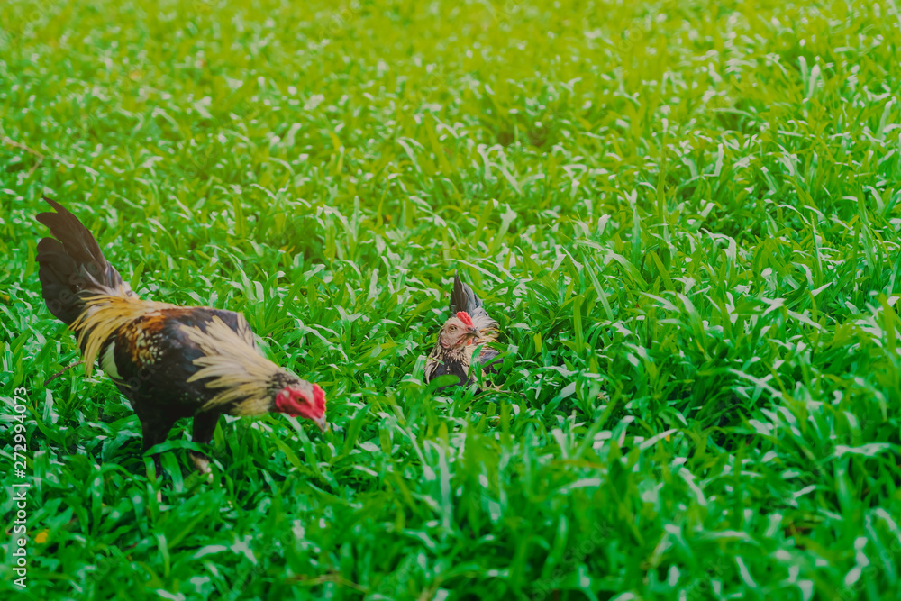 Fototapeta premium Rooster and hen relax and finding food in green field.
