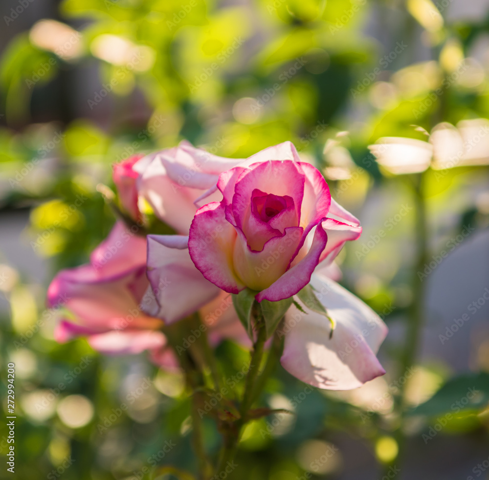 Close up of beautiful roses in the garden Close up of beautiful roses in the garden