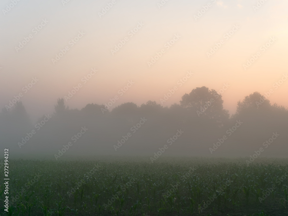 fog at dawn over a field of farmland fog at dawn over a field of farmland