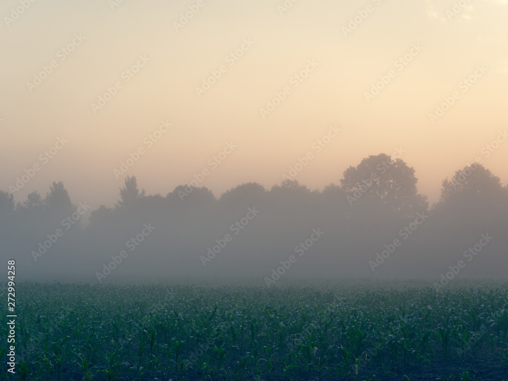 fog at dawn over a field of farmland fog at dawn over a field of farmland