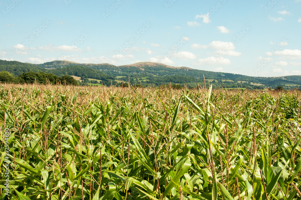 Maize fields near the Malvern hills of England. Maize fields near the Malvern hills of England.