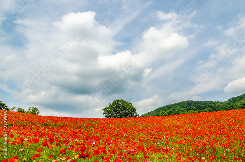満開のポピー
