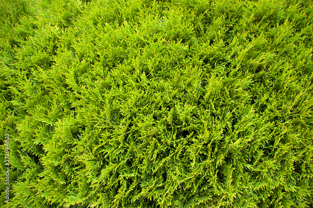 the background of Green foliage of arborvitae the background of Green foliage of arborvitae