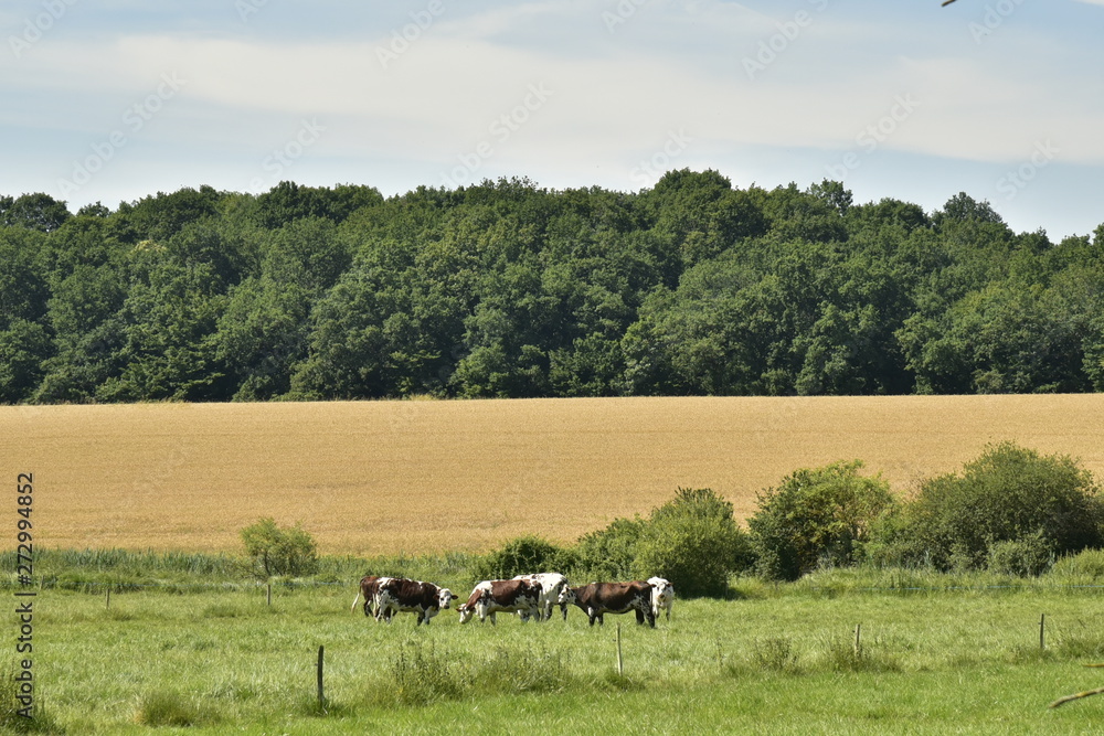 Quelques vaches limousines dans une prairie devant un champ de blé et une forêt au Périgord Vert