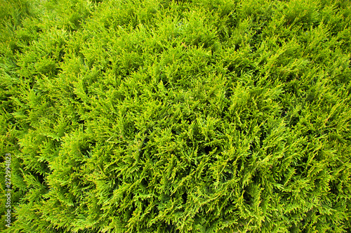 the background of Green foliage of arborvitae