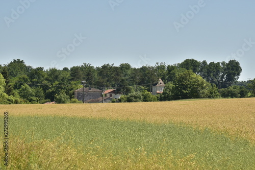 Champ d'orge devant un hameau et un bois au Périgord Vert photo