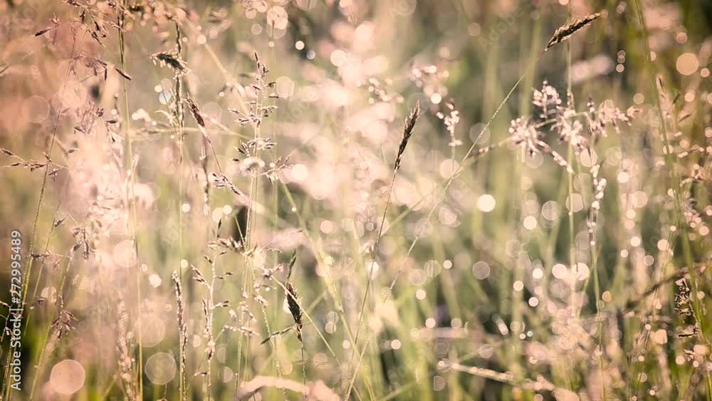 Beautiful sunny charming summer nature video background. Soft texture of sunny grass growing outside in meadow. Beautiful sunny charming summer nature video background. Soft texture of sunny grass growing outside in meadow.