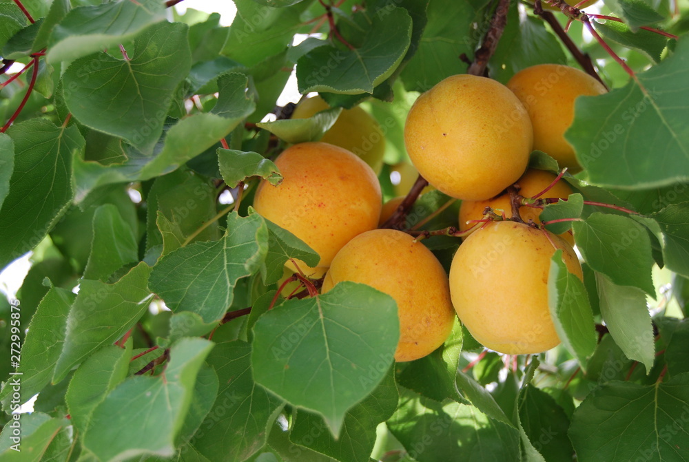 Apricot Tree with Apricot Fruit