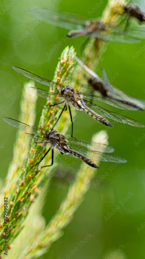 Fototapeta premium Dragon flies of spring gathering on pine tree close-up photography in nature