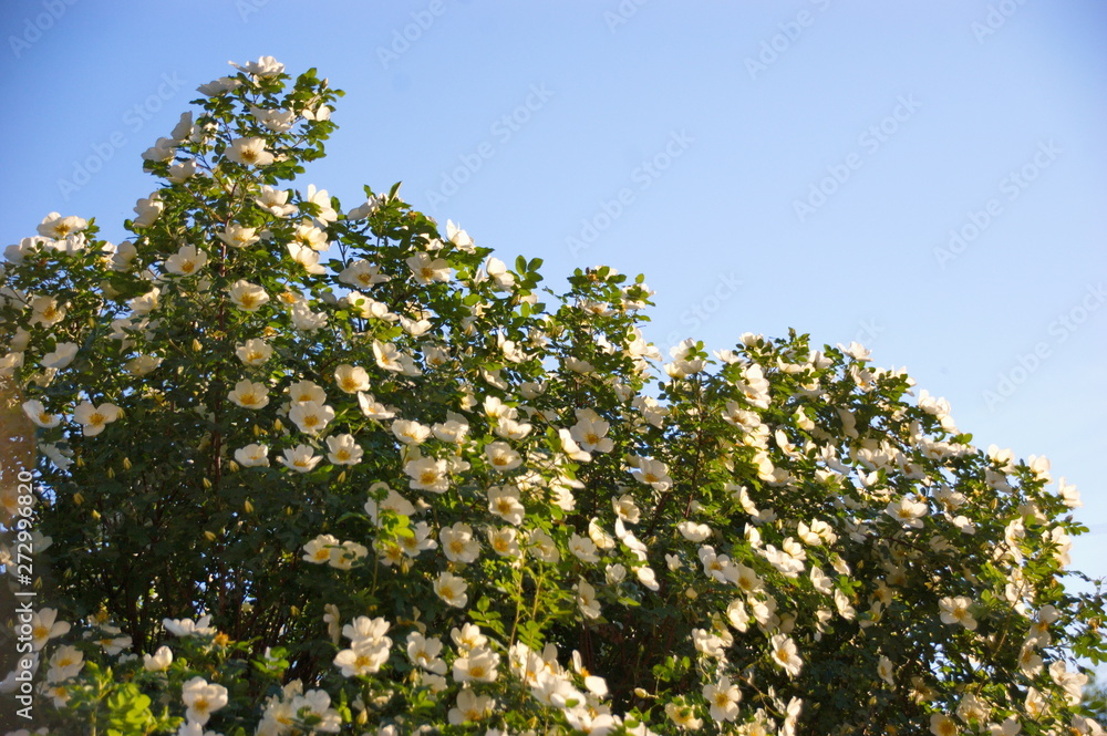 Fototapeta premium bushes white rose flowers and buds in the summer sun the blue sky macro