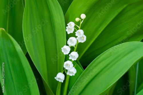 Blooming lily of the valley