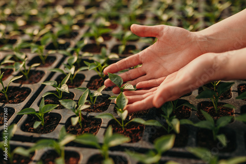 Crop hands tending seedlings in greenhouse photo