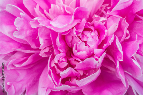 beautiful flower peonies closeup © Maxim