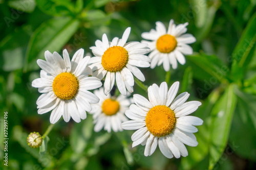 field chamomile closeup on green background