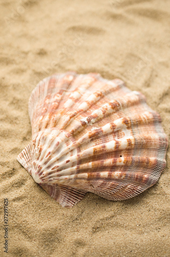 Shells by beach, holidays background