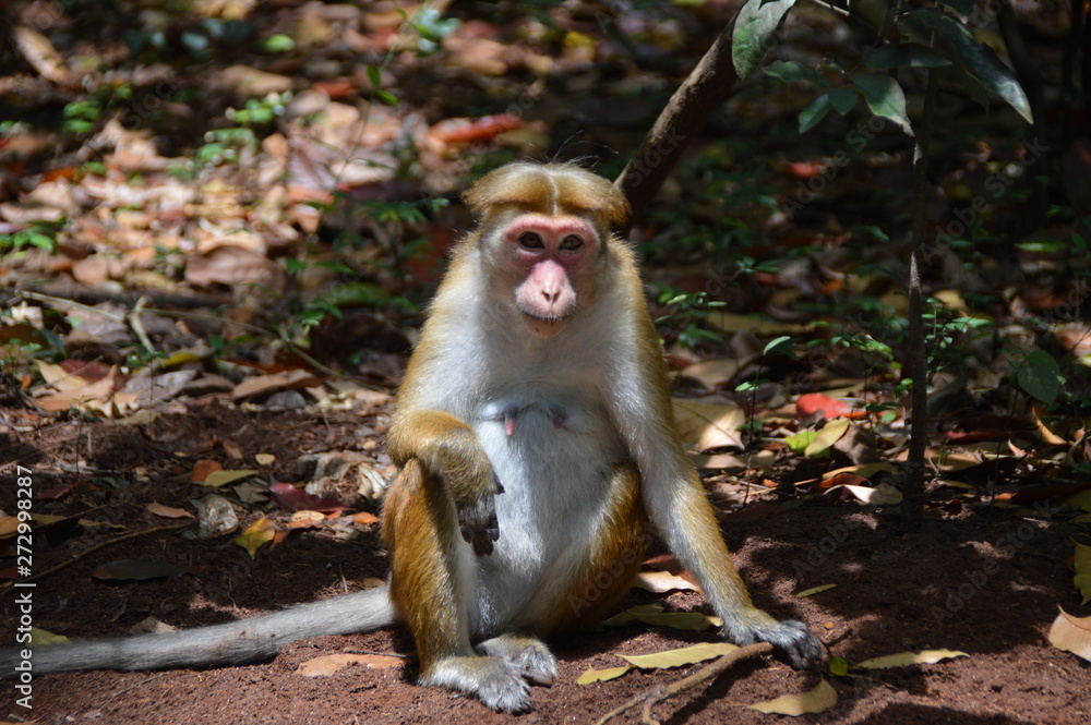 Ceylon Hat Monkey Ceylon Hat Monkey