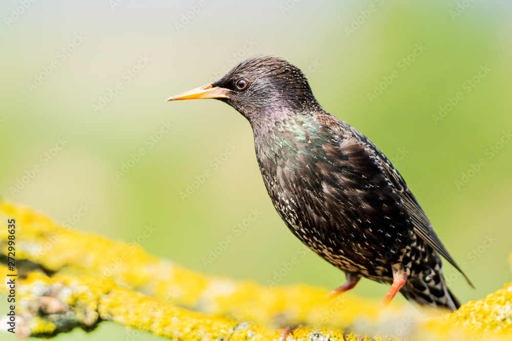 starling sits on a beautiful mossy branch starling sits on a beautiful mossy branch