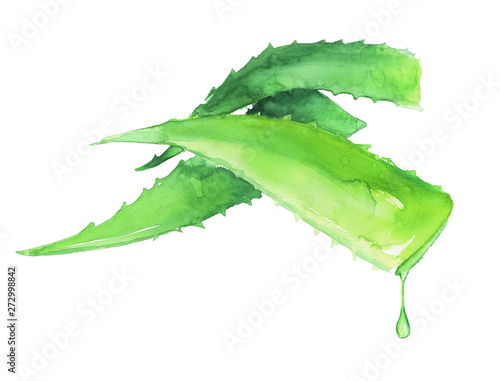Aloe Vera leafs handdrawn watercolor © beehouse studio