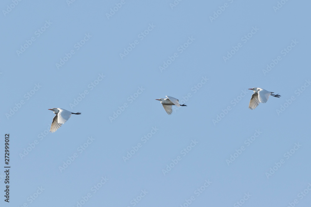 Grey heron (Ardea cinerea)