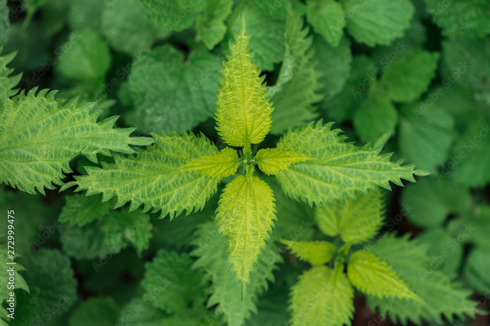 top view of textured colorful green leaves top view of textured colorful green leaves