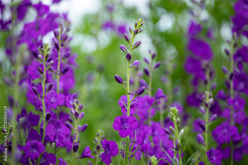 Consolida ajacis purple flowers Consolida ajacis purple flowers