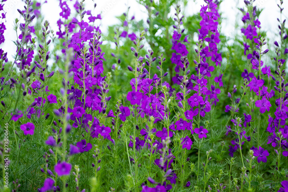 Consolida ajacis purple flowers Consolida ajacis purple flowers