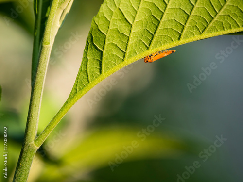 Orange insects live on green leaves. photo