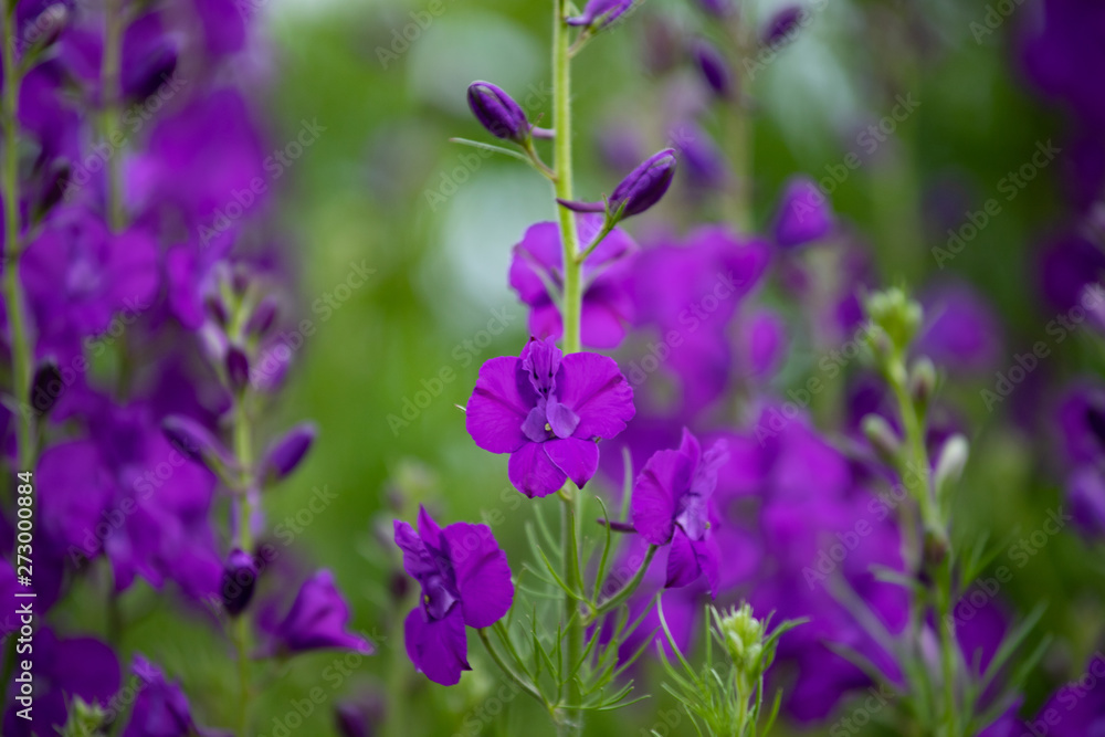 Consolida ajacis purple flowers Consolida ajacis purple flowers