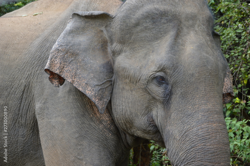 Asian Elephant Asian Elephant