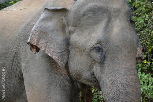 Asian Elephant