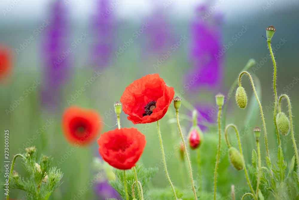 Fototapeta premium Red poppies in the meadow