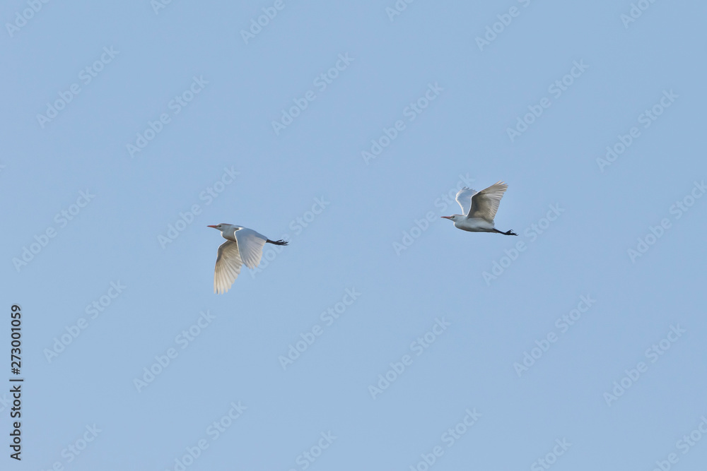 Obraz premium Grey heron (Ardea cinerea)