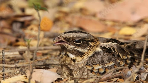 Large-tailed Nightjar ( Caprimulgus macrurus) Sleeping on the ground.