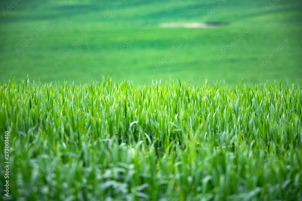 Green field Green field