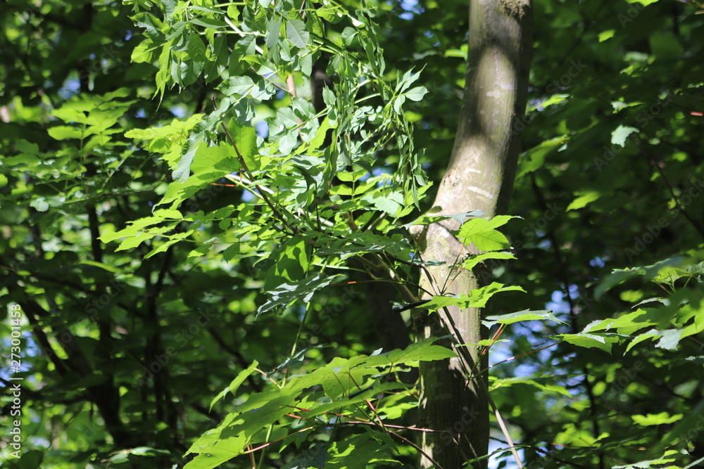tree in forest tree in forest