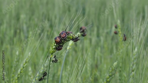 a colony of bread beetles Anisoplia austriaca on the ears of grain crops destroys the crop