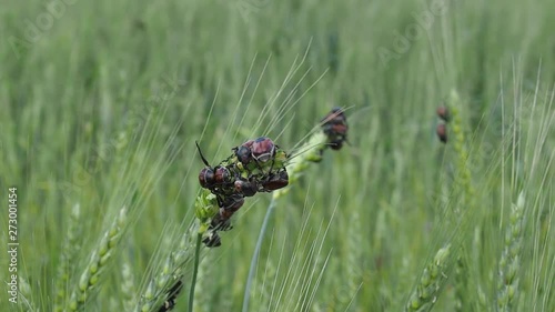 a colony of bread beetles Anisoplia austriaca on the ears of grain crops destroys the crop