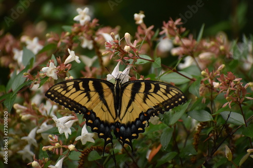 swallowtail butterfly