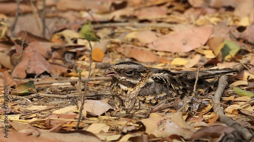 Large-tailed Nightjar ( Caprimulgus macrurus) Sleeping on the ground.