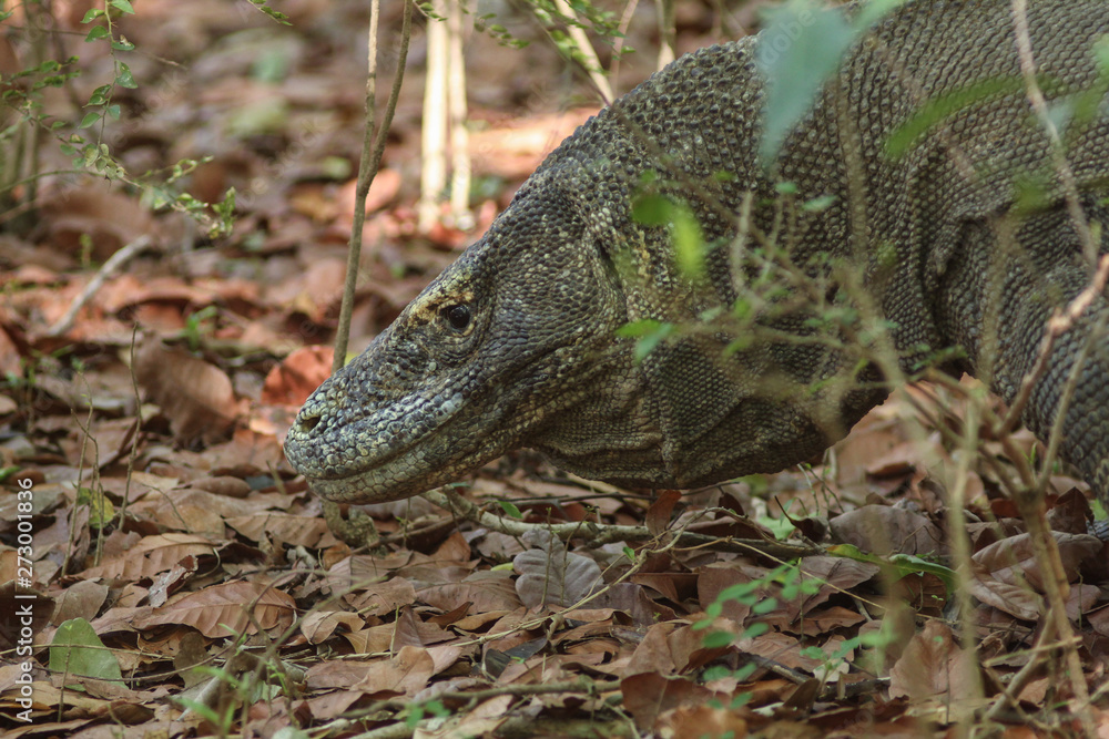Naklejka premium Komodo dragon (Varanus komodoensis) is the largest lizards in the world. The largest living of this species is found in the Komodo and Rinca island, in Flores, Indonesia