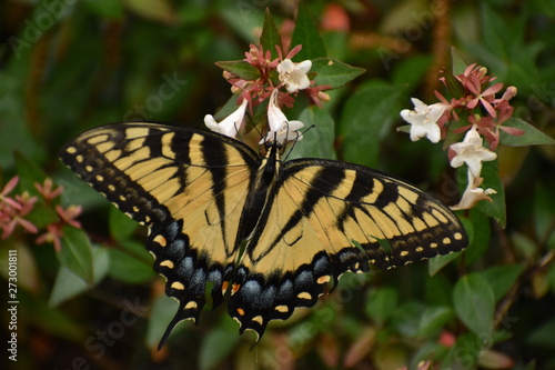 swallowtail butterfly