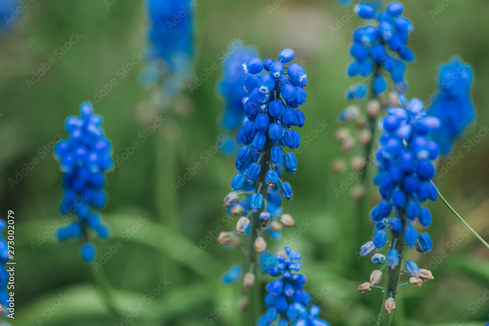 selective focus of bright blue flowers and green leaves selective focus of bright blue flowers and green leaves