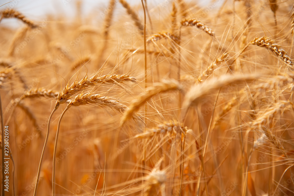 Fototapeta premium Growth nature harvest. Wheat field natural product. Ears of golden wheat close up. Rural scene under sunlight. Summer background of ripening ears