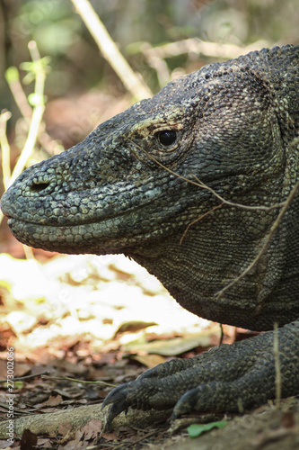 Komodo dragon (Varanus komodoensis) is the largest lizards in the world. The largest living of this species is found in the Komodo and Rinca island, in Flores, Indonesia