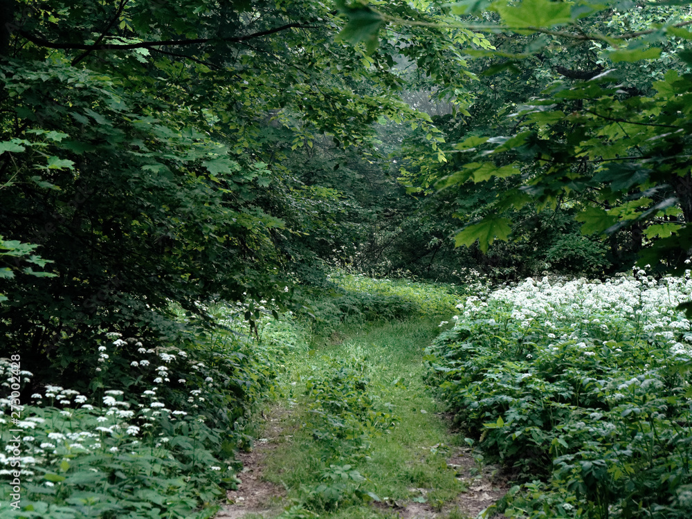 green thickets in the summer dark forest green thickets in the summer dark forest