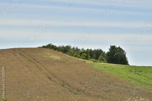 Champs d'orge et un petit bois au sommet d'une colline au Périgord Vert