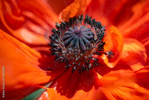 Poppies bright orange poppies, Macro photographed, a flower of opiates 