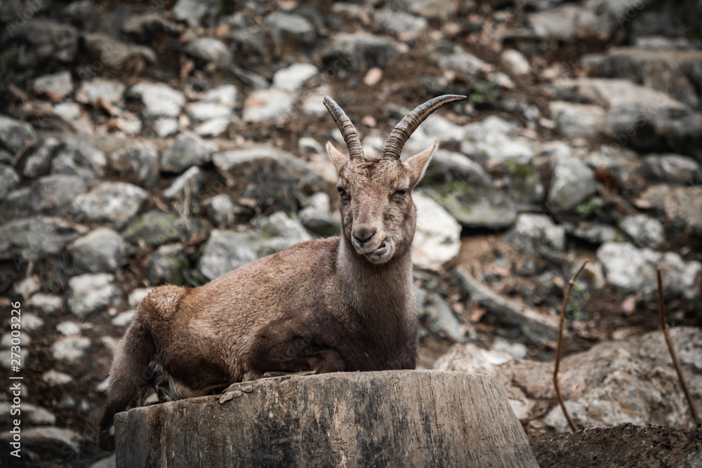 beautiful ibex portrait looking at camera
