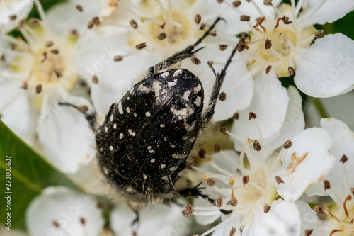 Beetle feeding on Honeysuckle